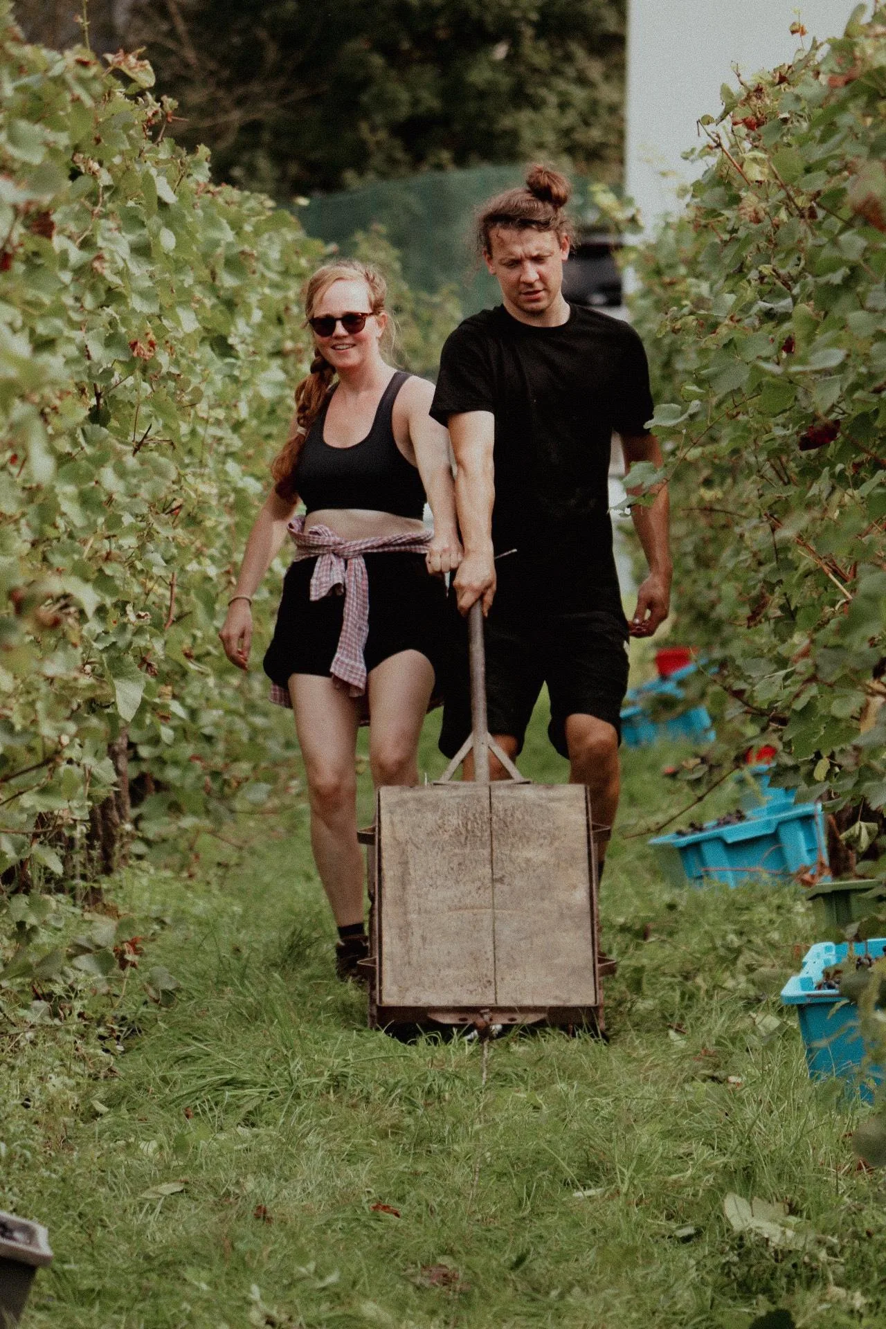 Harvest in the vineyard