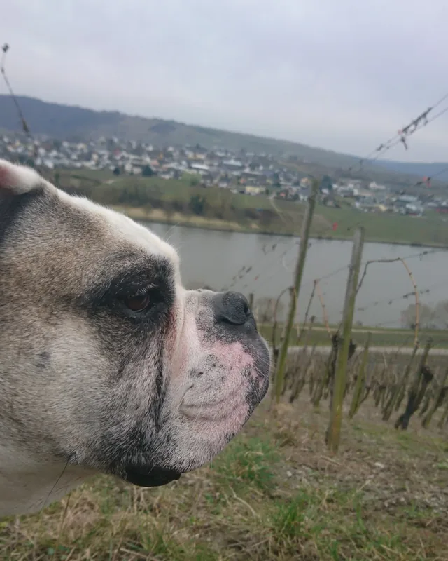 Abby im Profil im Weinberg, hinter ihm die Mosel und ein Dorf am Ufer