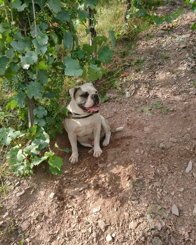Abby sitzt zwischen den Reben im Weinberg und schaut in die Kamera